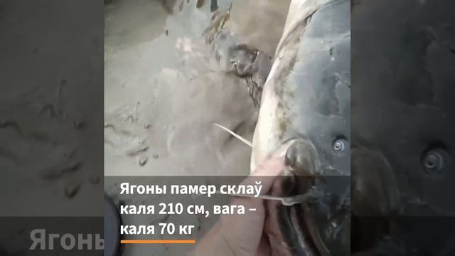 В Припяти выловили сома-гиганта массой примерно 70 кг и длиной 210 см.