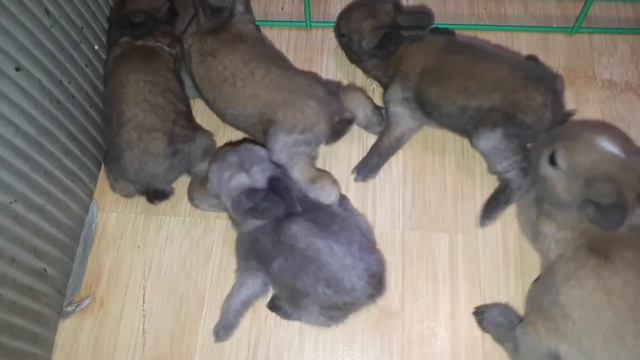 5 КРОЛЬЧАТ - Рождение  Новой Жизни - День 13-й