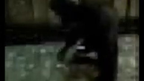 skyrim monkey?! REAL??? 🙊🙊 (NO MODS)