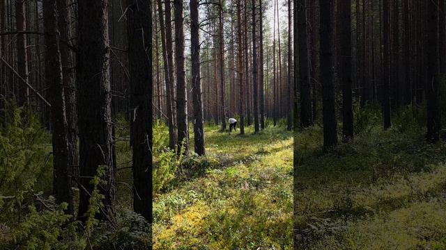 Самый опасный враг в диком лесу дед Рубис