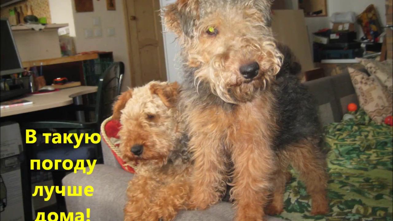 Welsh Terriers play in snow and at home. 3/27/2017