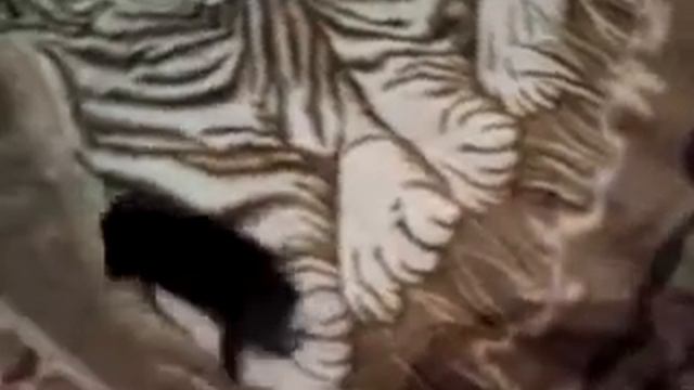 Йоркширский терьер сходит с ума