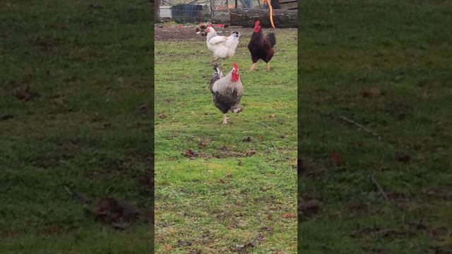 A Galloping Rooster Excited for Food   ViralHog