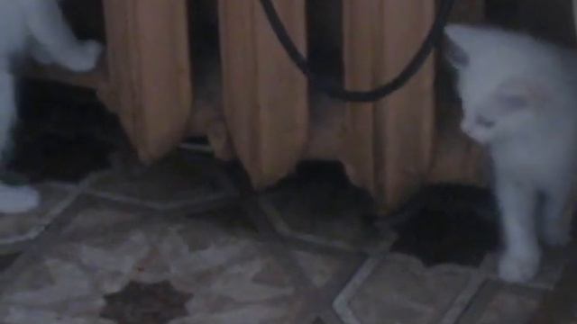 КОТЯТА ТУРЕЦКОЙ АНГОРЫ