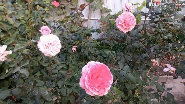 Цветут розы в моем саду