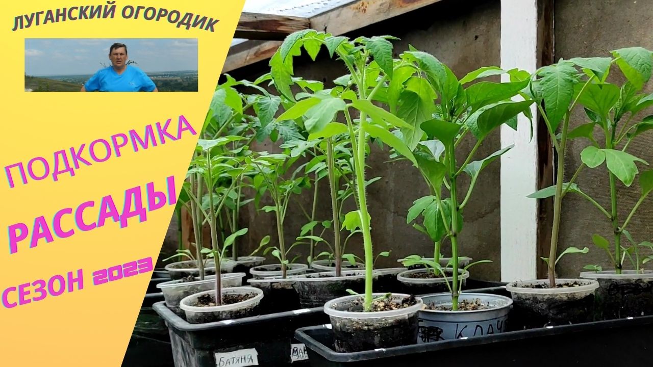 Подкормка рассады помидор, перцев перед высадкой в грунт.  Часть 1