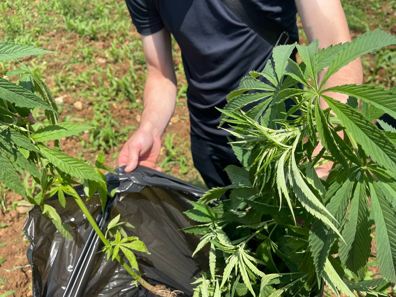 В Гудаутском районе выявлены факты незаконного выращивания наркосодержащих растений.