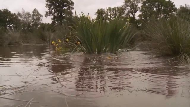 КАРП ОГРОМНЫЙ РЫБАЛКА НА УДОЧКУ