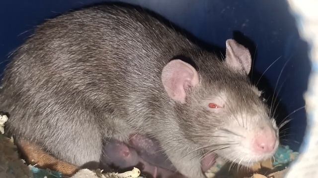 Русалка дэвил девочка с разными глазами кормит крысят