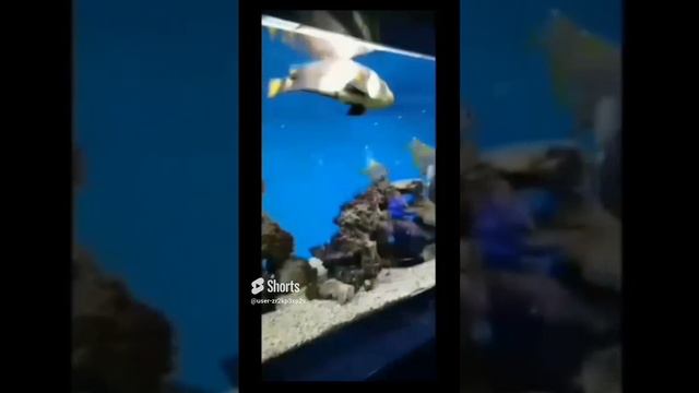 🧐 Спит акула, маленькая! 😝🐠🐋🐟.mp4