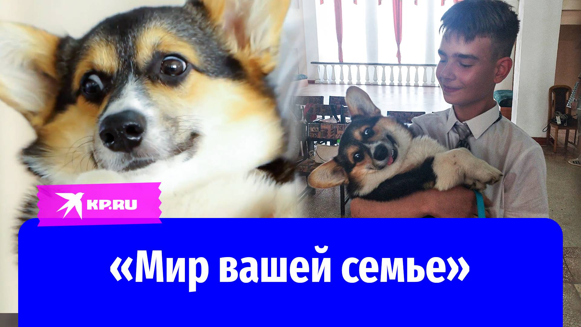 Особенному мальчику из ЛНР волонтёры корги-отряда подарили собаку