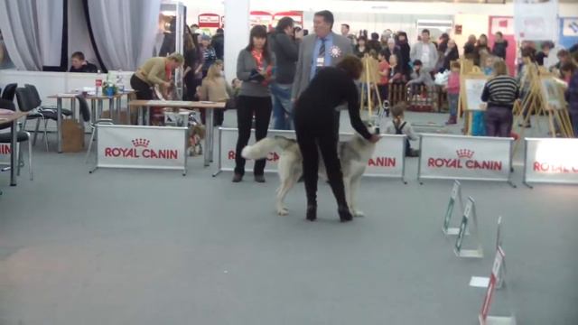 Огни Прикамья 2013 юниоры CACIB.MP4