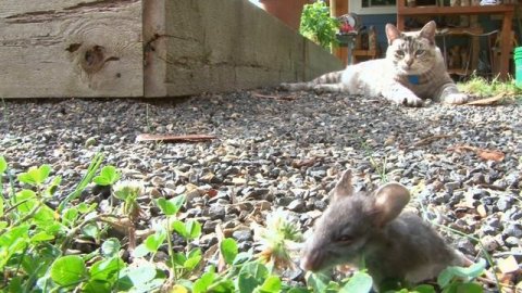 ГДЕ НАХОДИТСЯ СЕРДЦЕ У ЧЕЛОВЕКА? ОТДЫХАЕТ ЛИ ВАШЕ СЕРДЦЕ ИЛИ НА ИЗНОС?