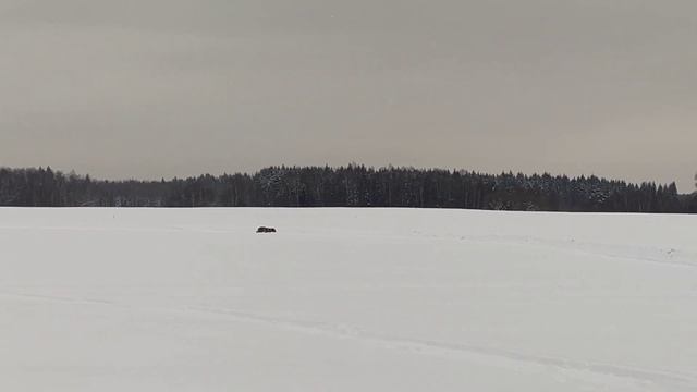 Жора, зимние побегушки.