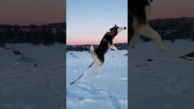 Игривая дива Мия?? #классная #веселаяигра #dog #youtubeshorts