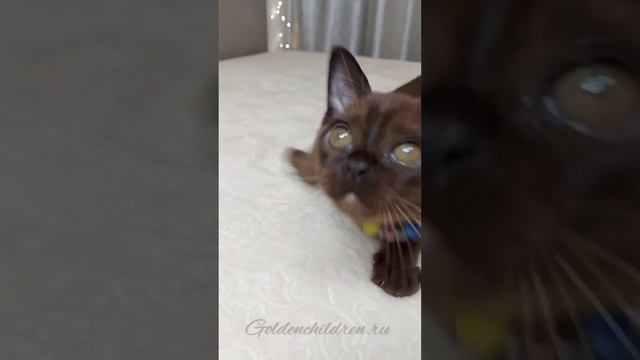 Мальчик- сын Феличиты