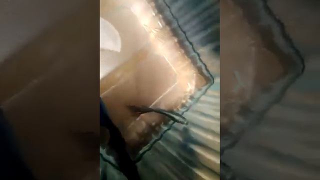 вот что будет если двух петушков посадить вместе