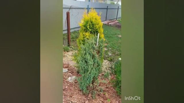 самый узкий вертикальный Можжевельник  Арнольд  и его саженцы