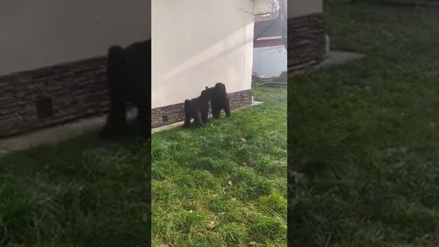 Рокки с мамой Ладушкой
