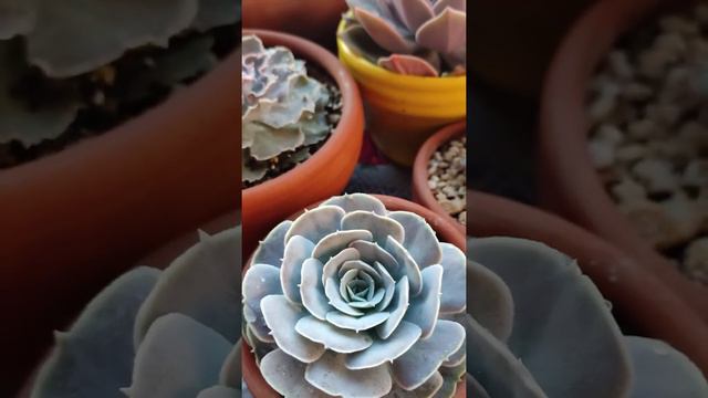 Un tours x mi jardín de sucu-lentas de colección....
