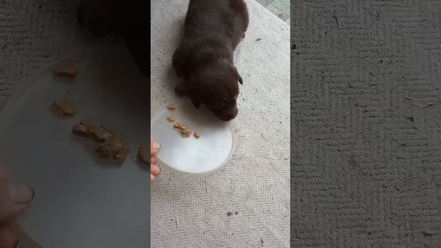 малий підріс :-)
