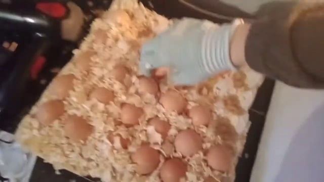 Инкубация Мастер Грей и Гриз Бар