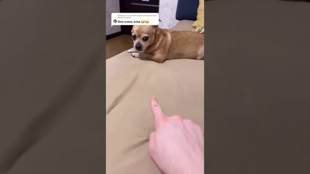 Парень и чихуахуа угарные моменты (нарезка)