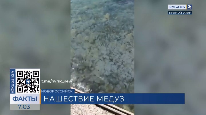 Нашествие медуз: сотни животных прибило к берегам Новороссийска, Сочи и Туапсе