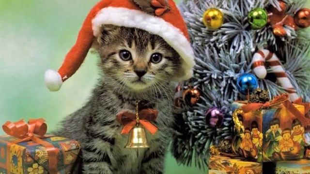 Дорогие Мои Подписчики И Друзья С наступающем Новым Годом УДАЧИ !