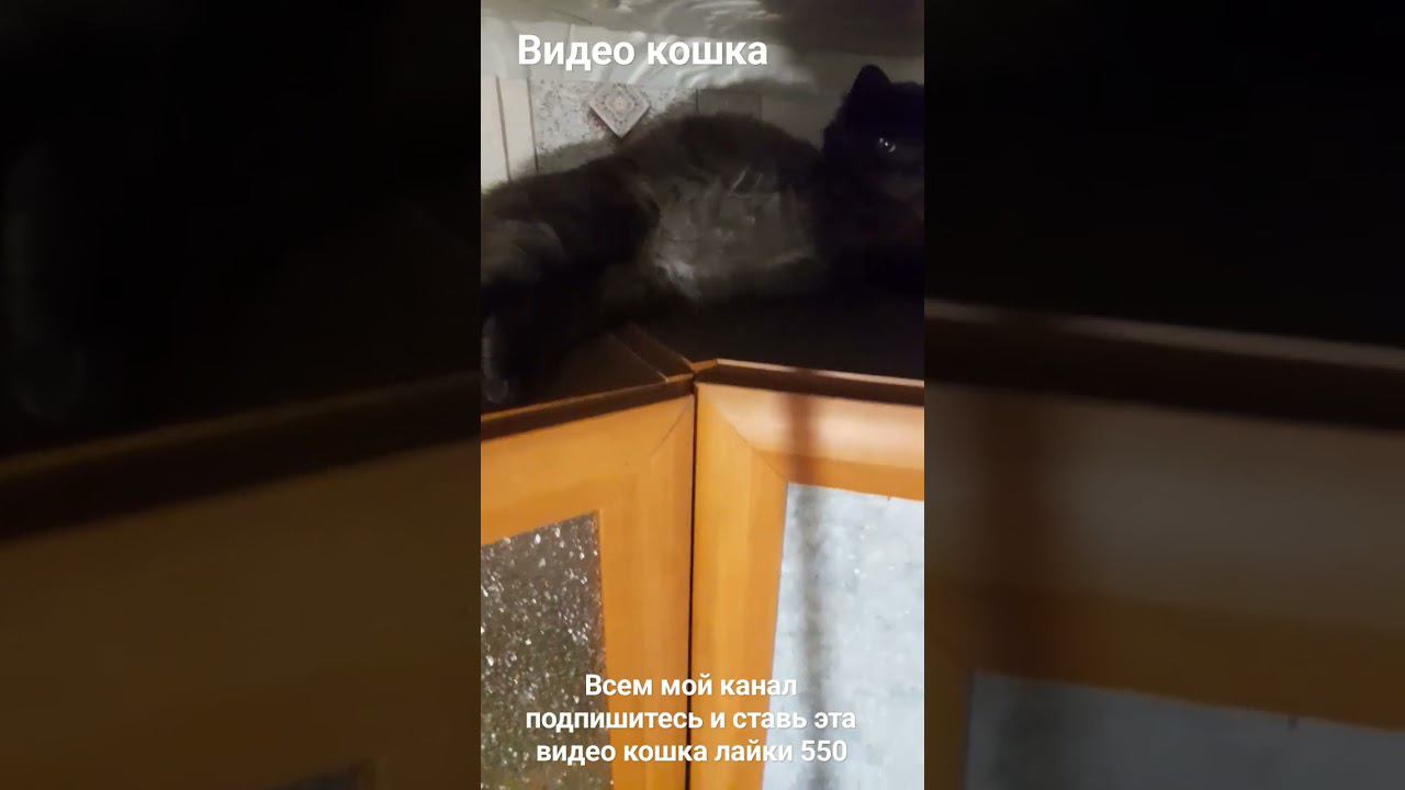 видео кошка