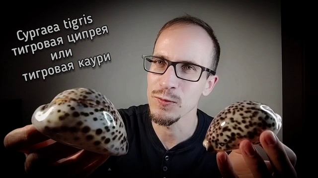 Cypraea tigris - тигровая ципрея или тигровая каури