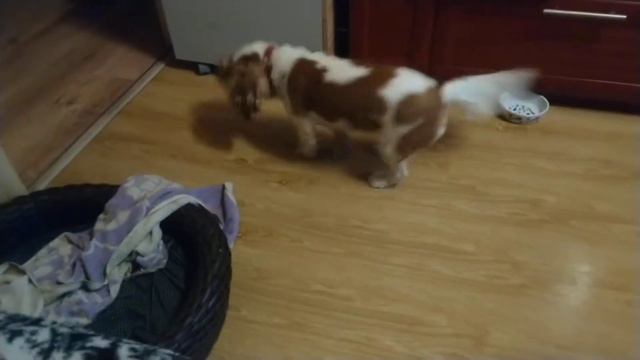 Кавалер-кинг-чарльз-спаниель и мыльные шарики😁🎉