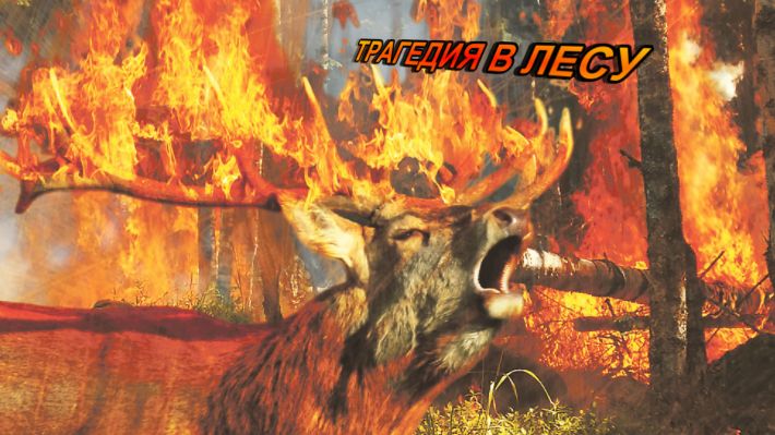Трагедия в лесу