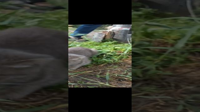 1 калаба с симбой over макс и с моей кошкай элой
