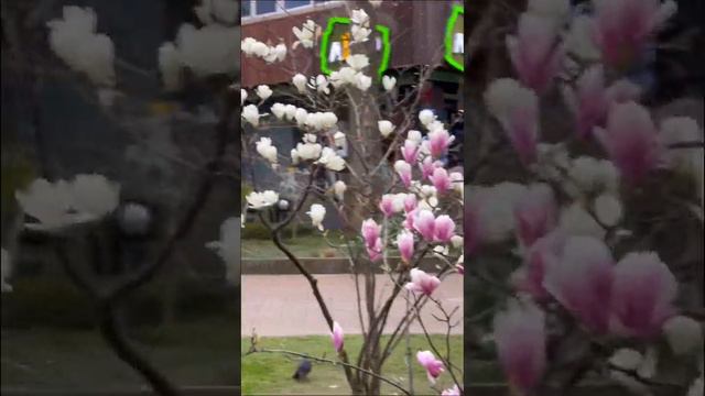 Магнолия Суланжа цветет в Сочи сейчас. Словно магнитом притягивает девушек делать селфи!