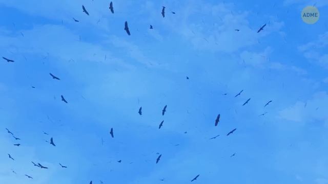 Держитесь подальше от воды, если видите кружащих над ней птиц