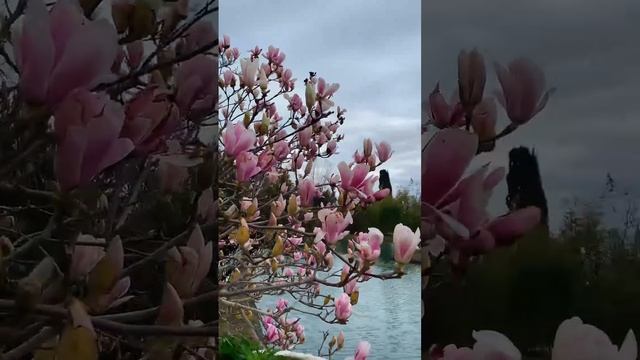 магнолия расцвела красота природы