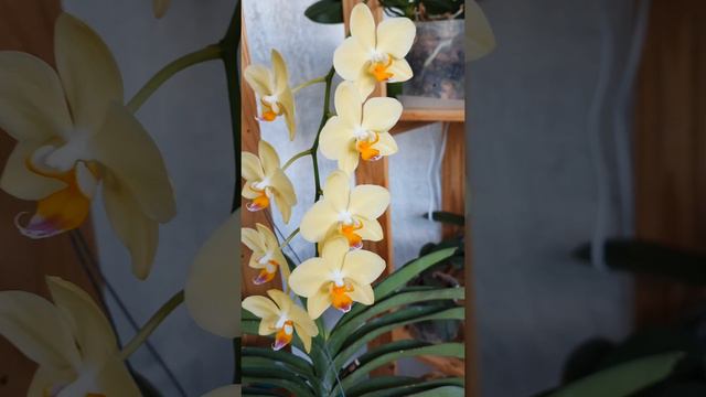 Летнее цветение орхидей