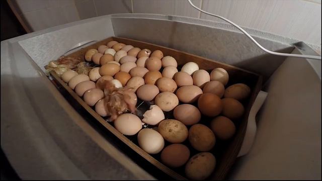 Цыплята. https://vk.com/kurochka_ryabushka. Продажа.