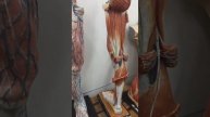 Бедро, голень, каналы, колено, коленная ямка. Отводящий канал. Анатомия,