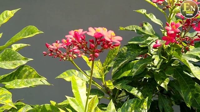 Jatropha Integerrima  Red Jatropha  Peregrina  Spicy Jatropha  Shanghai  Beauty firecracker 