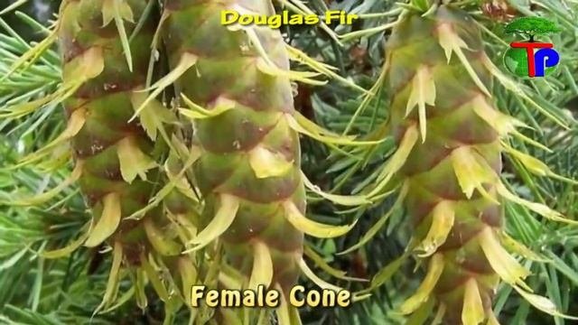 Pseudotsuga Menziesii  Douglas Fir