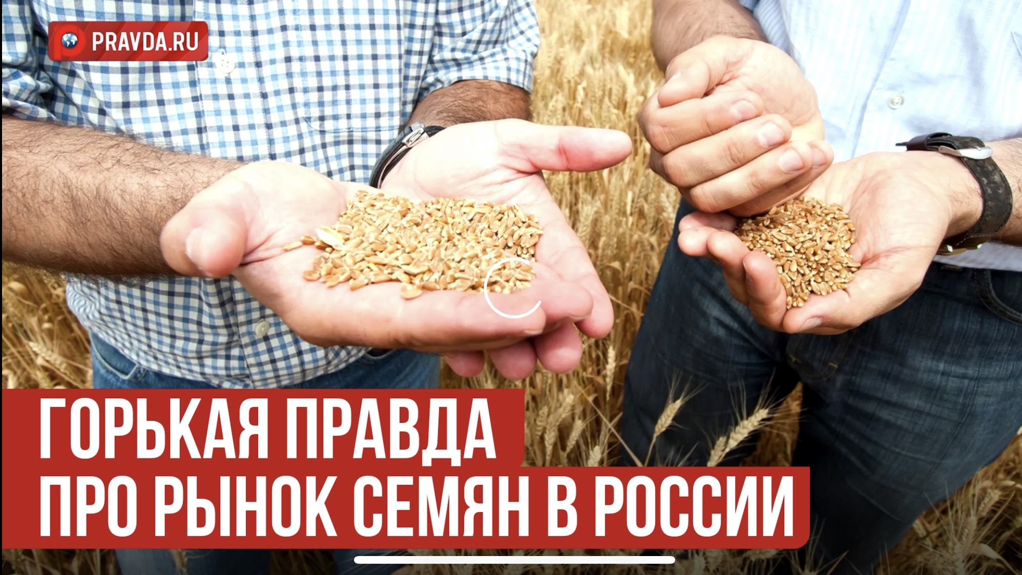 Горькая правда про рынок семян в России