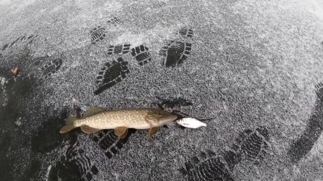 Багор своими руками за одну минуту.