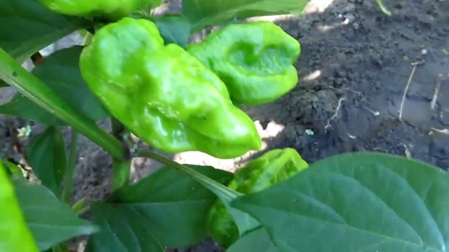 7 pot Chaguanas Red - Сверх острый сорт перца