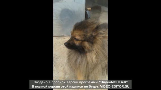Мой  Тимоха