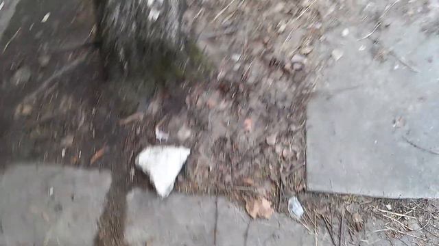 Салат на обед для котиков