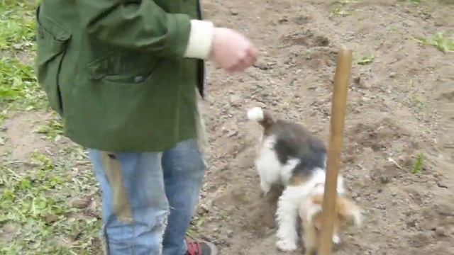 Бешеная собака и бешеные хозяева