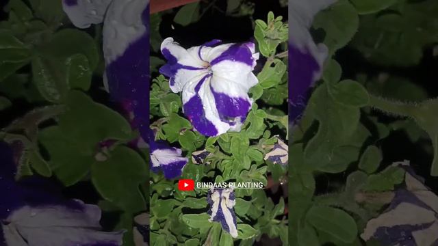 Beauty of PETUNIA in night