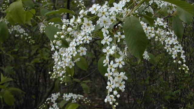 Иеромонах Роман. «Отойди, отойди, грусть-печаль…»